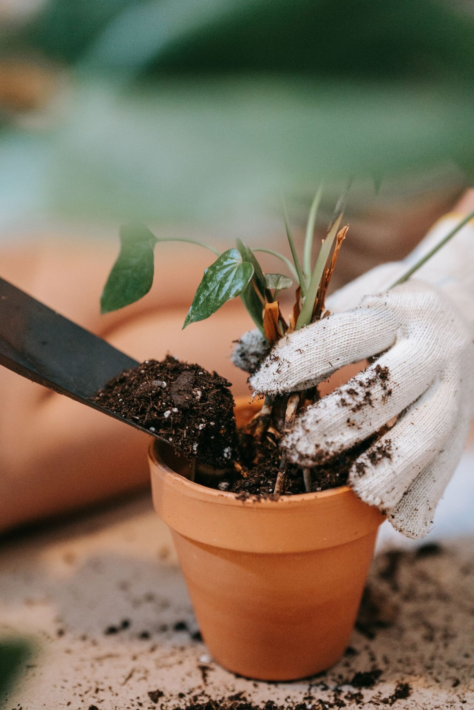 Garden tools collection